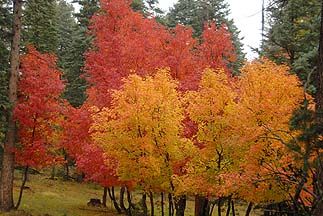 Mogollon Rim, October 21, 2010